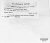 Albugo tragopogonis image
